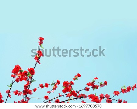 Flower red color with sky natural.