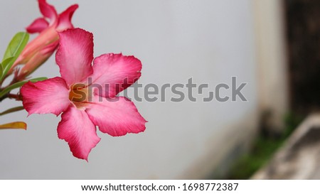 Desert Rose (Adenium obesum), Impala Lily, Kamboja Jepang