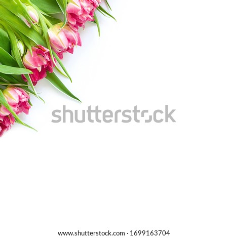 Top view on pink tulip flowers that lie diagonally on a white background. Concept flat layout, holiday, gift, postcard, international women's day, March 8th.