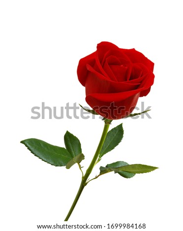 red rose isolated on white background 