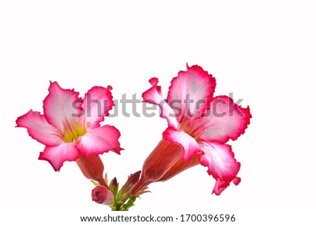 Desert rose pink flowers on isolate white background. Mock azalea flowers, Impala lily flowers. Floral background.