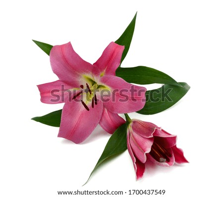 Beautiful red lily flowers isolated on white background
