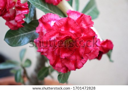 azalea flowers, Thai flowers are very beautiful.