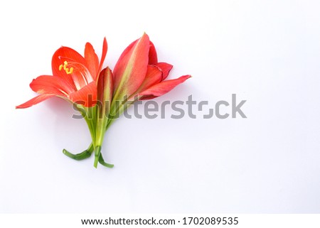 Red Amaryllis flower isolated on white background , top view , flat lay.