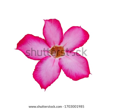Adenium flower,pink Desert Rose on white with clipping path.