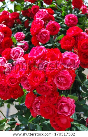 pink and red roses bush