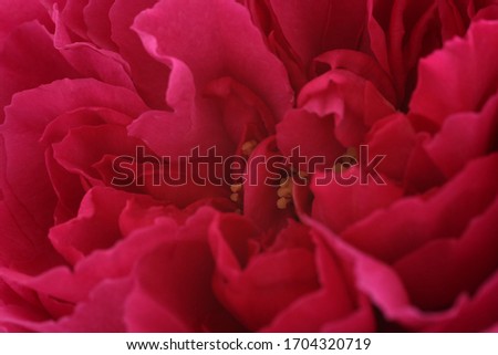 Double-flowered rose closeup.
Red rose.