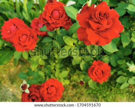 Beautiful bright red rose, natural background or red flower