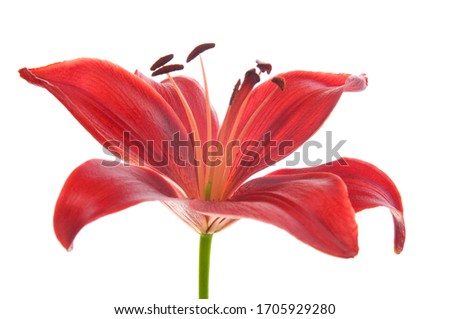 Beautiful lily flowers on white. Luxury red easter lily flower with long green stem isolated on white background. Studio shot.
