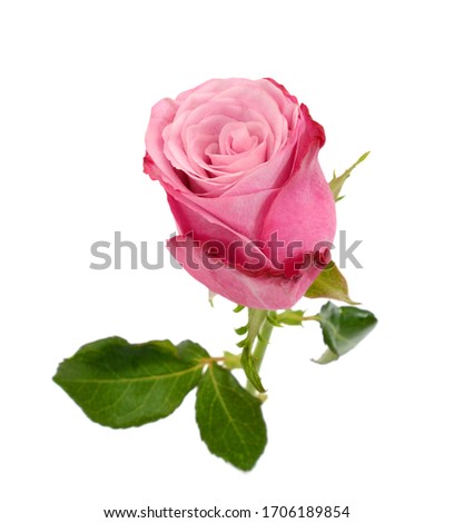 beautiful red rose flower with dew, isolated on white background 