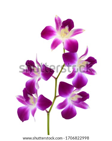 beautiful purple dendrobium orchid flowers isolated on white background