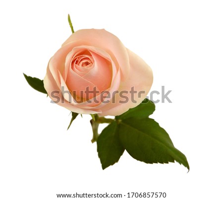 Bunch of rose flowers on white background 