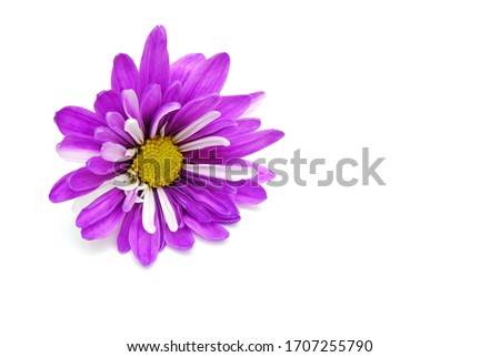 A violet purple chrysanthemum daisy flower on white