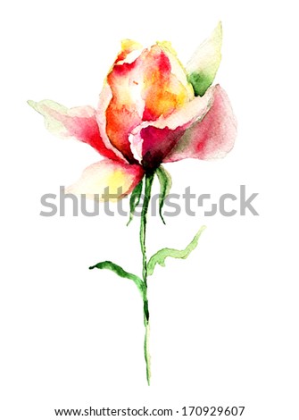 Rose flower, watercolor illustration