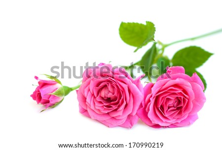Pink roses on  a white  background