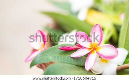 Flowers in soft focus on blurred and bokeh background.