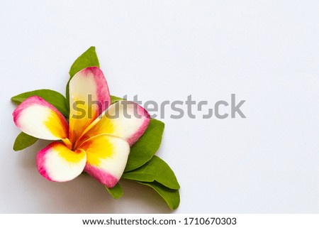 colorful flowers frangipani local flora of asia in spring season arrangement  flat lay postcard style on background white