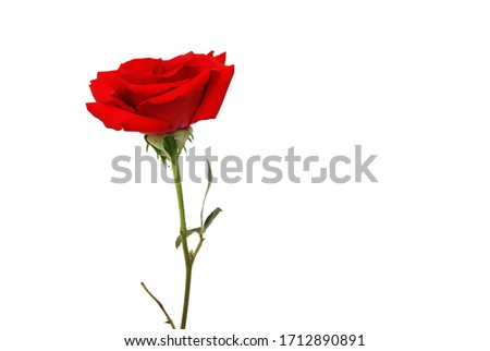 A branch of red rose gift