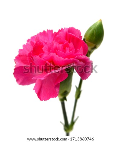 Pink carnation on white background
