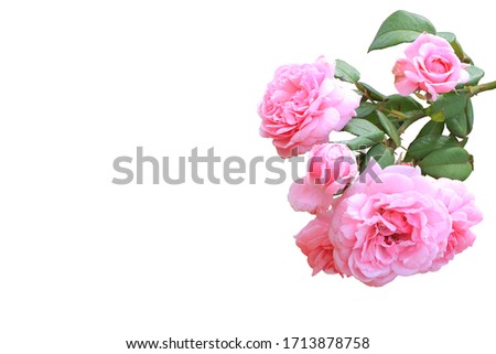 Rose creeper isolated on white background. This has clipping path.