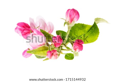 Apple tree blossom isolated on white background, close up. Pink delicate spring flowers.
