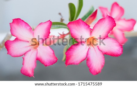 Pink Adenium flowers blossoms that are blooming as ornamental plants that are popular for home decoration, resorts, and spas. 