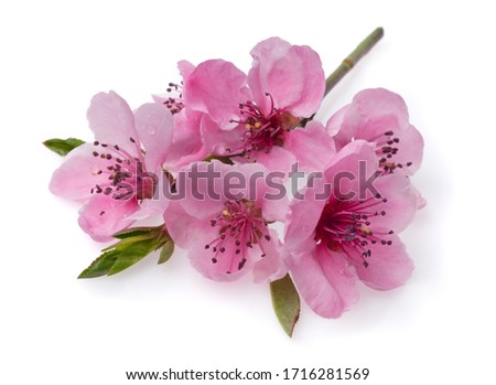 Pink blossoms and petals isolate on a white background