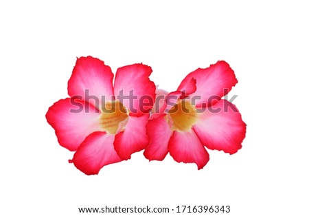 Pink azalea flower isolated on a white background