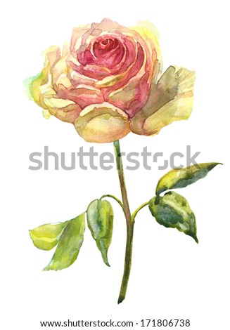Rose. Watercolor hand painted.