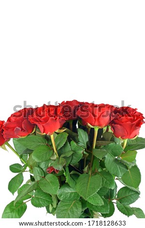 Bouquet of red roses isolated on white background. Happy mothers day, women's day, wedding and valentines day.