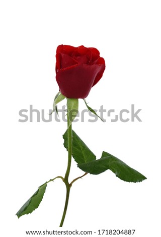 beautiful red rose flower with dew, isolated on white background