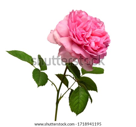 Pink English rose of David Austin isolated on white background. Macro flower. Wedding card, bride. Greeting. Summer. Spring. Flat lay, top view. Love. Valentine's Day