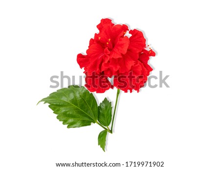 Hawaiian hibiscus,Hibiscus flower or Chinese Rose, with leaves isolated on white background