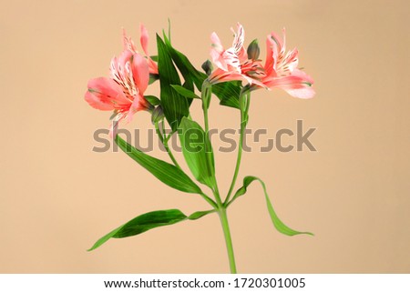 Beautiful lily flowers with a long green stem on a beige background. Studio shot.