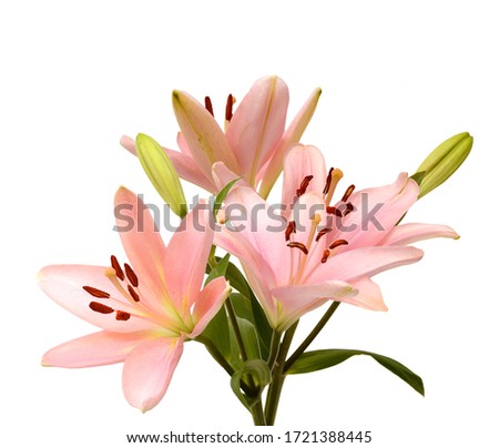 A lily flower decorating on white background