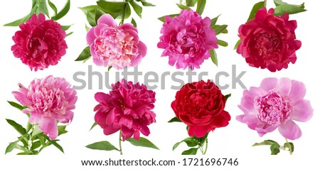 Red and pink Peony flower set isolated on white background