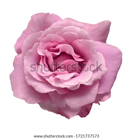 Elegant purple rose isolated on a white background. Beautiful head flower. Spring time, summer. Garden decoration, landscaping. Floral floristic arrangement