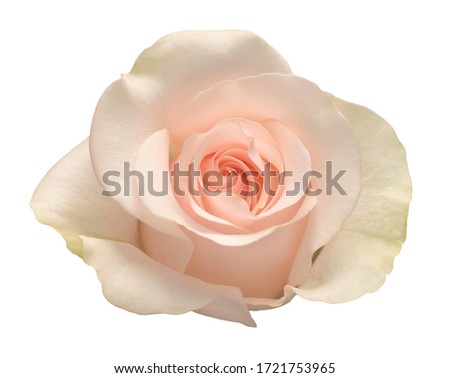 Elegant rose isolated on a white background. Beautiful head flower. Spring time, summer. Garden decoration, landscaping. Floral floristic arrangement