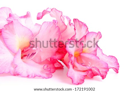 Pink gladiolus flowers.