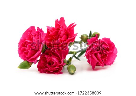 the red long stem carnations gift on white