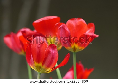 Beautiful blooming tulip flower with open tender yellow red petals and nice green bokeh background