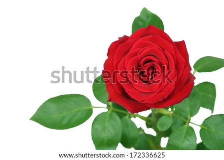 a red rose in fresh blossom with green branches and foliage 