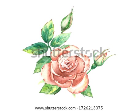 Peach roses, green leaves, open and closed flowers. A bouquet of flowers for greeting cards or invitations. Watercolor illustration