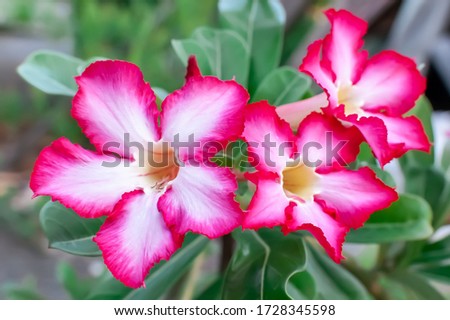 Pink adenium flowers. Adenium obesum is a colorful houseplant in temperate regions.