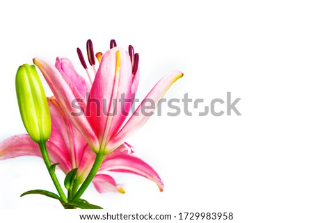 Bright lily flowers isolated on white background. nature