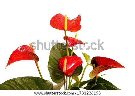 Anthurium isolated on white background. Anthurium flower is a heart-shaped flower. Flamingo flowers or Boy flowers Pigtail. Anthurium andraeanum (Araceae or Arum) symbolize hospitality.