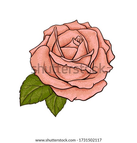 rose with leaves. isolated on white background