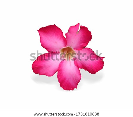This blooming pink frangipani flower looks beautiful.  Frangipani plants are very easy to grow and flower.  This plant blooms without knowing the season.