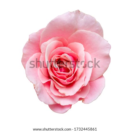 Colorful bright pink rose flowers blooming top view isolated on white background with clipping path