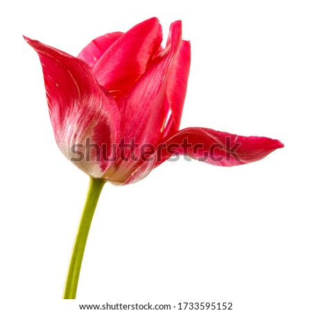 buds of red blooming tulips with white veins on a white background